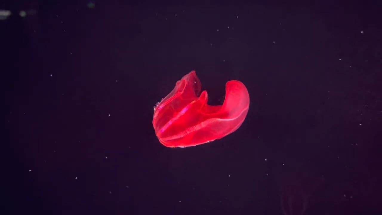 Bloody-Belly Comb Jelly | Monterey Bay Aquarium - YouTube