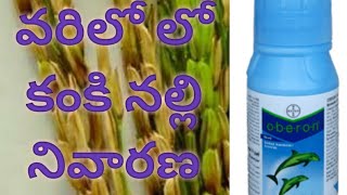 వరి లో కంకి నల్లి