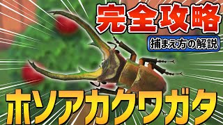 【あつ森】ホソアカクワガタの出現条件・捕まえ方のコツ徹底解説【図鑑付き】