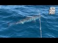 Wild video shows fisherman hook great white shark off Florida coast | New York Post