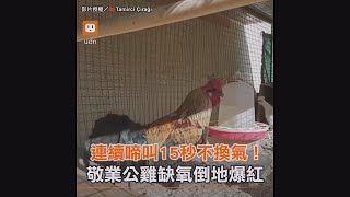 連續啼叫15秒不換氣！敬業公雞缺氧倒地爆紅｜動物｜搞笑