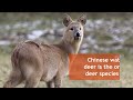 10 interesting deer facts