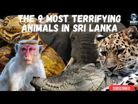 The 9 most terrifying animals in Sri Lanka Dangerous animals 2023 scary animals #trending