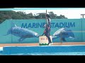 アシカ・ショー 下田海中水族館