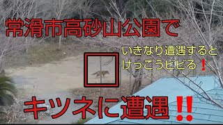 常滑市でキツネに遭遇‼️2021年１月  けっこうビビったし