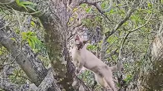 As aventuras de Dandara o galinheiro novo e a cerca.