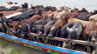 cow unloading, cow videos, cow video, big cow, goru hamba cow, Ep - 313