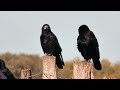 Грач Corvus frugilegus Rook Saatkrähe Gawron Roek Krauķis Mustavaris Vetési varjú Grajo