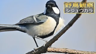 【スローモーションで野鳥観察】シジュウカラ【特別な事は何も起らない動画】