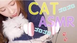 【ASMR】グルグルいう猫をなでるだけの動画