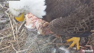 SWFL Eagles ~ F23 Is Such a Ham 😂 F23 Brings In Ham Bone \u0026 M15 Rabbit \u0026 UFO! E's Full Crops 1.14.25