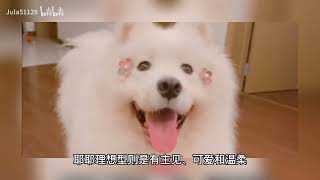 JZ的气质变化——jz大旗要倒？！