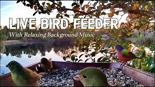 🔴 LIVE Bird Feeder with Smooth Jazz Background Music for Studying, Working, Relaxing, Bird Watching