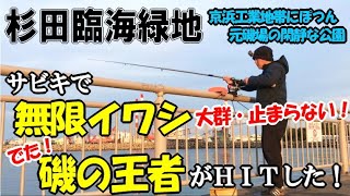 元磯の公園でサビキ無限イワシ爆釣してたら磯釣りの王者が襲ってきた！アジを狙っていたらサプライズ[横浜杉田臨海緑地]