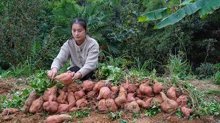 Digging Sweet Potato Suprised Me! I Didn't Expect it to Be So Big!