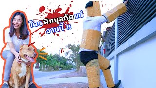 ปลอมเป็นโจร ขึ้นบ้านหมาพิทบลูสายโหด!! (ระวังสุนัขดุ!!!)