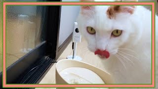 猫が水を飲む時の舌を観察してみたよ☆I observed the tongue when the cat drinks water