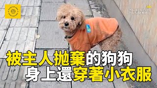 穿著小衣服的流浪狗，守在主人抛棄它的街道，有人想收養也不離開