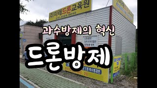 사과나무 복숭아 밭에  드론방제