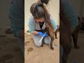 Artificial Insemination Labrador Dog Female