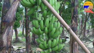 কিভাবে কলা চাষ করবেন। কলা গাছের রোগবালাই দমন। banana cultivation