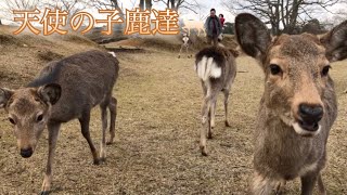 奈良公園の鹿が全部集まる鹿寄せの日にきたらとんでもない勢いで子鹿達が迫ってくる姿が可愛すぎた！！