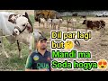 Maveshi mandi ma kitne ka Soda hoa😱| Mandi Update😍