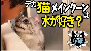 【メインクーン】大型猫は水が好き？少年のお風呂を覗きにくる