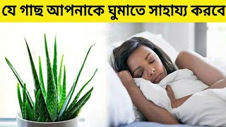 এই ৫ টি গাছ বেডরুমে রাখলে ভালো ঘুম হবে | [The five trees in the bedroom to sleep well]