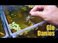 BREEDING GloDanios Results a very COLORFUL Baby Danios Im Not Expecting to Happen!