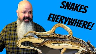 How to Let Your Snakes Free-Roam