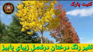 تغیر رنگ درختان// در فصل زیبای پاییز//ودیدن طعبیت زیبا فصل پاییز//@AliHaidari1343 #تغیر #