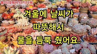 겨울에 날씨가 따뜻해서 물을 듬뿍 줬어요.