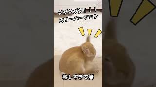 【笑】うさぎの激しすぎ、愛しすぎの毛繕いがめちゃ笑えます