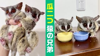 【瓜二つ】猿の兄弟！ピザトル一家の長男と次男がそっくりで識別不可。Two monkey brothers who look exactly alike, almost like twins.