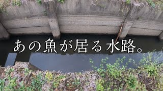 【小物釣り】浅い水路であの魚が釣れた！【寒さに負けず】