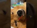 白目 ポメラニアン ポメラニアンのいる生活 pomeranian dog いぬのいる生活 犬 犬のいる暮らし 寝る 白目 可愛くてごめん