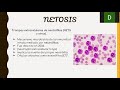 fagocitosis y netosis equipo 2