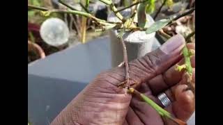 Growing  Nagami Kumquat in a container in my back garden in the UK