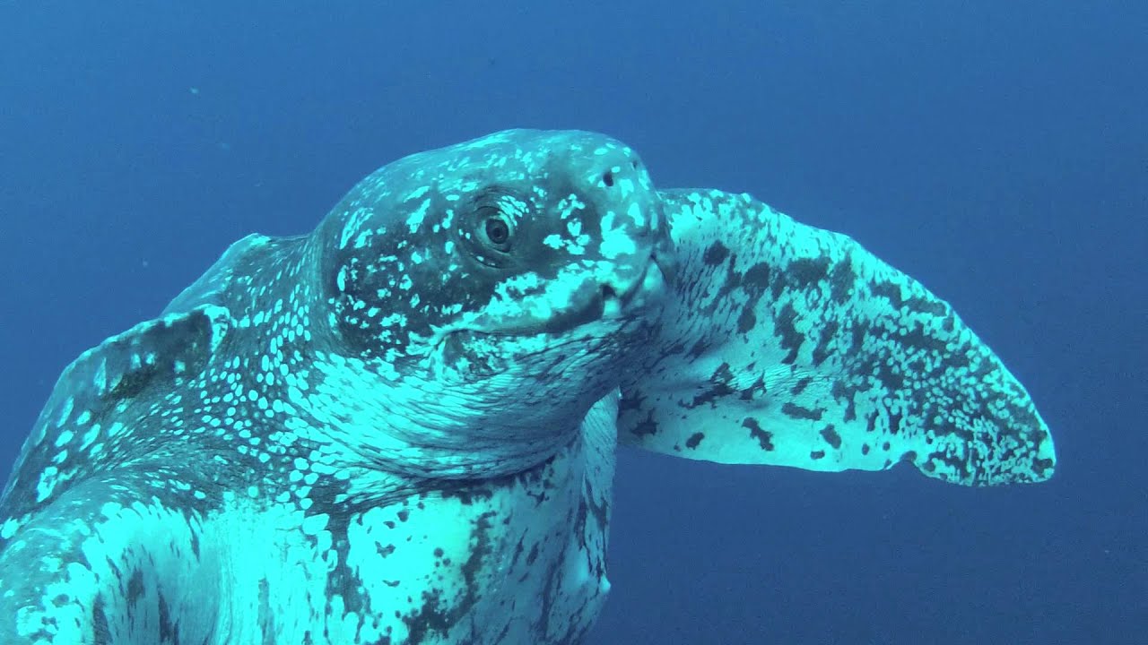 Leatherback Turtle Encounter- Florida Scuba Divers - YouTube