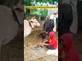 बेजुबानों के भोलेपन का इंसान हमेशा फायदा उठाता है 🥰 trending love animals cow shorts youtube