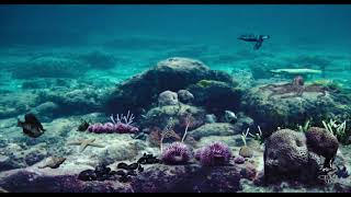 Underwater Scene 2,5D -  iClone7 and After Effects