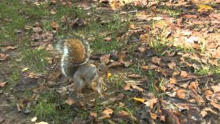 Squirrel's Search