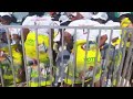 Zanu PF Activists Dancing at Election Campaign Rally