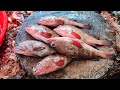 small hamour fish cutting for fish frying hamour fish is also called amour All fish cutting skills