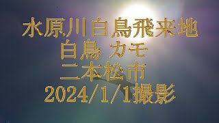 水原川白鳥飛来地　白鳥 カモ　二本松市　2024/1/1撮影