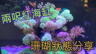 【藍箱水族】紅海兩呎珊瑚混養缸，店內展示缸成果分享