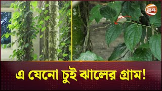 চুইঝালে বাম্পার ফলনে ভাগ্য খুলছে কুড়িগ্রামের কৃষকদের! | Kurigram News | Chui Jhal | Channel 24