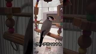 【文鳥劇場】ボイトレと言いつつヤセ我慢する桜文鳥もずくん #shorts #文鳥 #ボイトレ