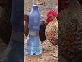 How to make homemade chicken feeders #chickenfeeder #chickendrinker #comederoybebedero